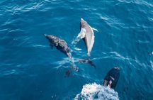 Dolphin watching and snorkeling near Figarolo Island