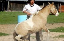 Gaucho private excursion to an Argentinian Estancia from Buenos Aires
