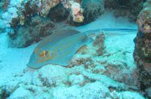 Diving experiences and courses in Marsa Alam