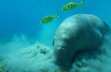 Diving experiences and courses in Marsa Alam