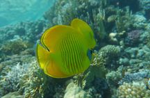 Diving experiences and courses in Marsa Alam