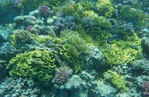 Diving experiences and courses in Marsa Alam