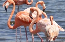 Discover Bonaire on a guided island tour