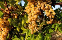 Pompeii guided tour and wine tasting from Sorrento with lunch