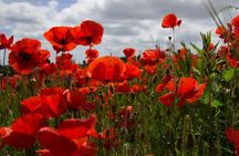 Flander Fields full-day Tour from Brussels
