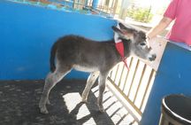Donkey sanctuary visit by tuk-tuk