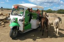 Donkey sanctuary visit by tuk-tuk