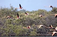 Lac Cai glass-bottom kayak and snorkel mangrove experience