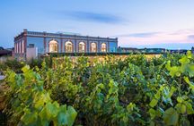 Sensory journey & wine tasting in the heart of Champagne
