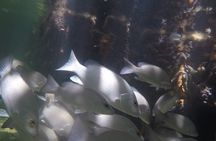 Lac Cai glass-bottom kayak and snorkel tour with transfer
