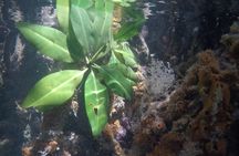 Lac Cai glass-bottom kayak and snorkel tour with transfer