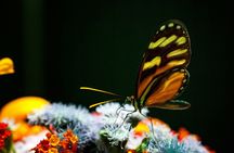 Monteverde Butterfly Garden Ticket