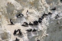 Puerto Madryn private tour and Punta Loma sea lions reserve visit