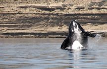 Boat private tour of Peninsula Valdes with Puerto Piramides visit