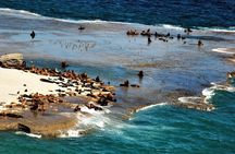 Boat private tour of Peninsula Valdes with Puerto Piramides visit