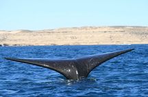 Boat private tour of Peninsula Valdes with Puerto Piramides visit