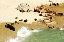 Tour of Peninsula Valdes and sea lions reserve from Puerto Madryn