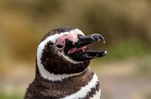 Guided tour of Punta Tombo and penguin reserve from Puerto Madryn