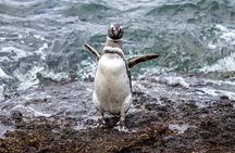 Guided tour of Punta Tombo and penguin reserve from Puerto Madryn