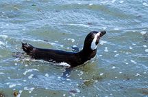 Guided tour of Punta Tombo and penguin reserve from Puerto Madryn
