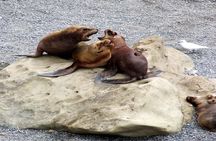 Guided tour of Puerto Madryn and Punta Loma sea lions reserve