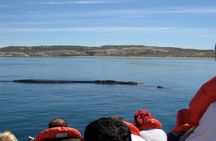 Tour of Pirámides Port and boat experience in Puerto Madryn