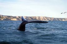 Tour of Pirámides Port and boat experience in Puerto Madryn