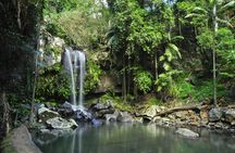 Guided rainforest tour on Tamborine Mountain and produce tastings