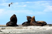 Peninsula Valdes and sea lions reserve tour from Puerto Madryn