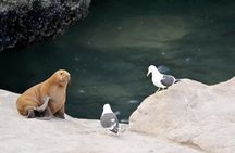 Peninsula Valdes and sea lions reserve tour from Puerto Madryn