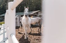 Secrets of the Viennese Fiaker and carriage ride in Vienna