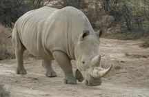 Aquila Private Game Reserve Safari Experience from Cape Town