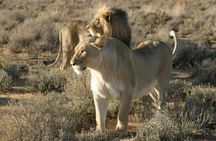 Aquila Private Game Reserve Safari Experience from Cape Town