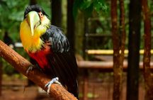 Full-day tour of the Argentine side of Iguazu Falls