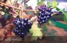 Cape Winelands Half-Day Tour from Cape Town