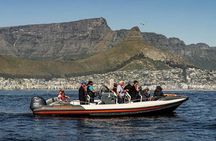 Marine Wildlife Boat Cruise and Cape Town City Tour
