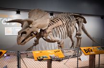 NYC American Museum of Natural History family private tour