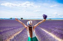 Lavender shared half day trip from Aix-en-Provence