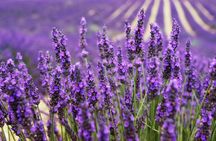 Lavender shared half day trip from Aix-en-Provence