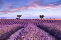 Lavender shared half day trip from Aix-en-Provence