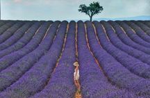 Lavender shared half day trip from Aix-en-Provence