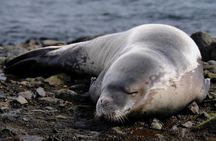 Marine Wildlife Boat Cruise and Cape Winelands Tour