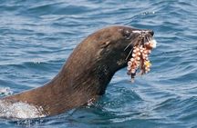 Marine Wildlife Boat Cruise and Cape Peninsula Tour