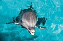 Isla Mujeres Dolphin Royal Swim Ticket