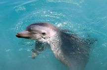 Isla Mujeres Dolphin Royal Swim Ticket
