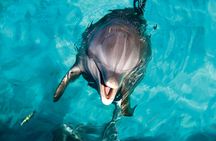 Isla Mujeres Dolphin Royal Swim Ticket