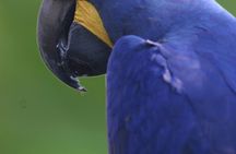 Entrance ticket for ZooParc de Beauval