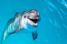 Dolphin encounter at Atlantis Dubai