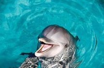 Dolphin Encounter at Isla Discovery Ticket