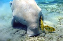 Private boat and snorkeling trip in Marsa Alam with lunch
